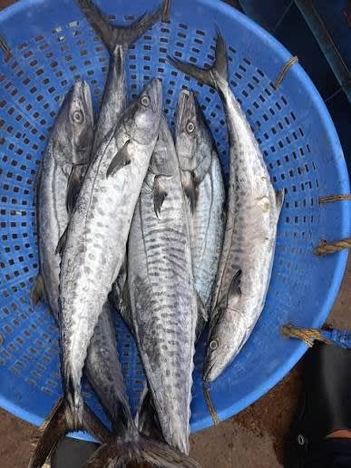 Lake Tanganyika fish