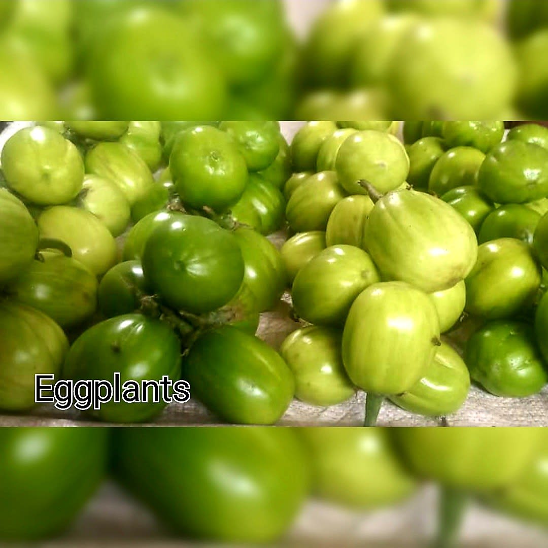Fresh green eggplants