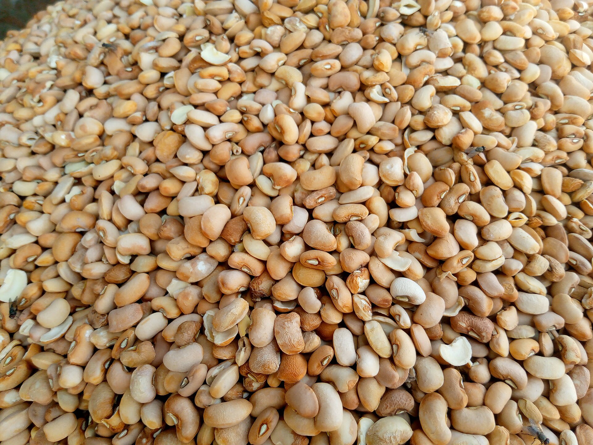 White beans