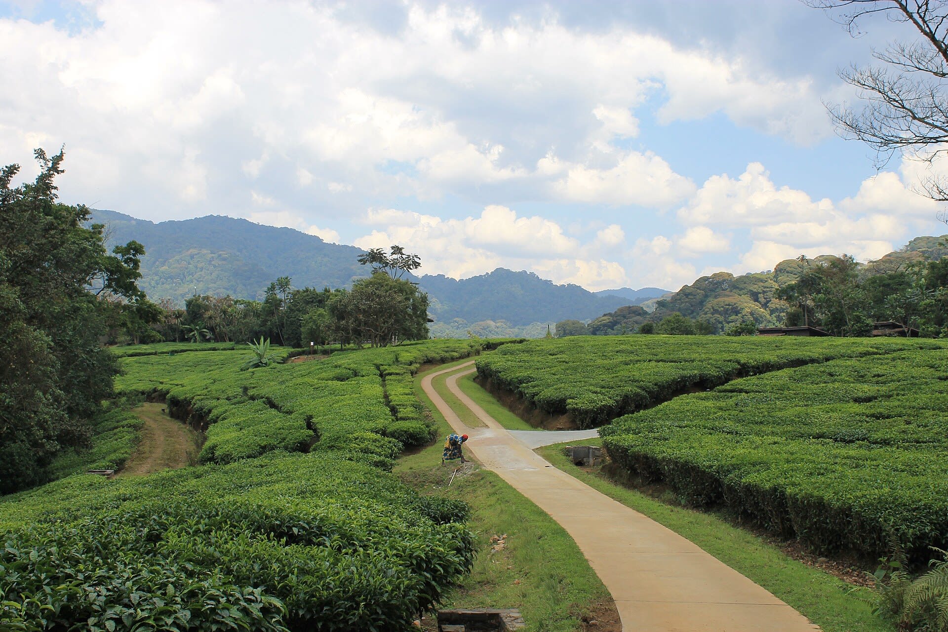 Tea hills and country roads