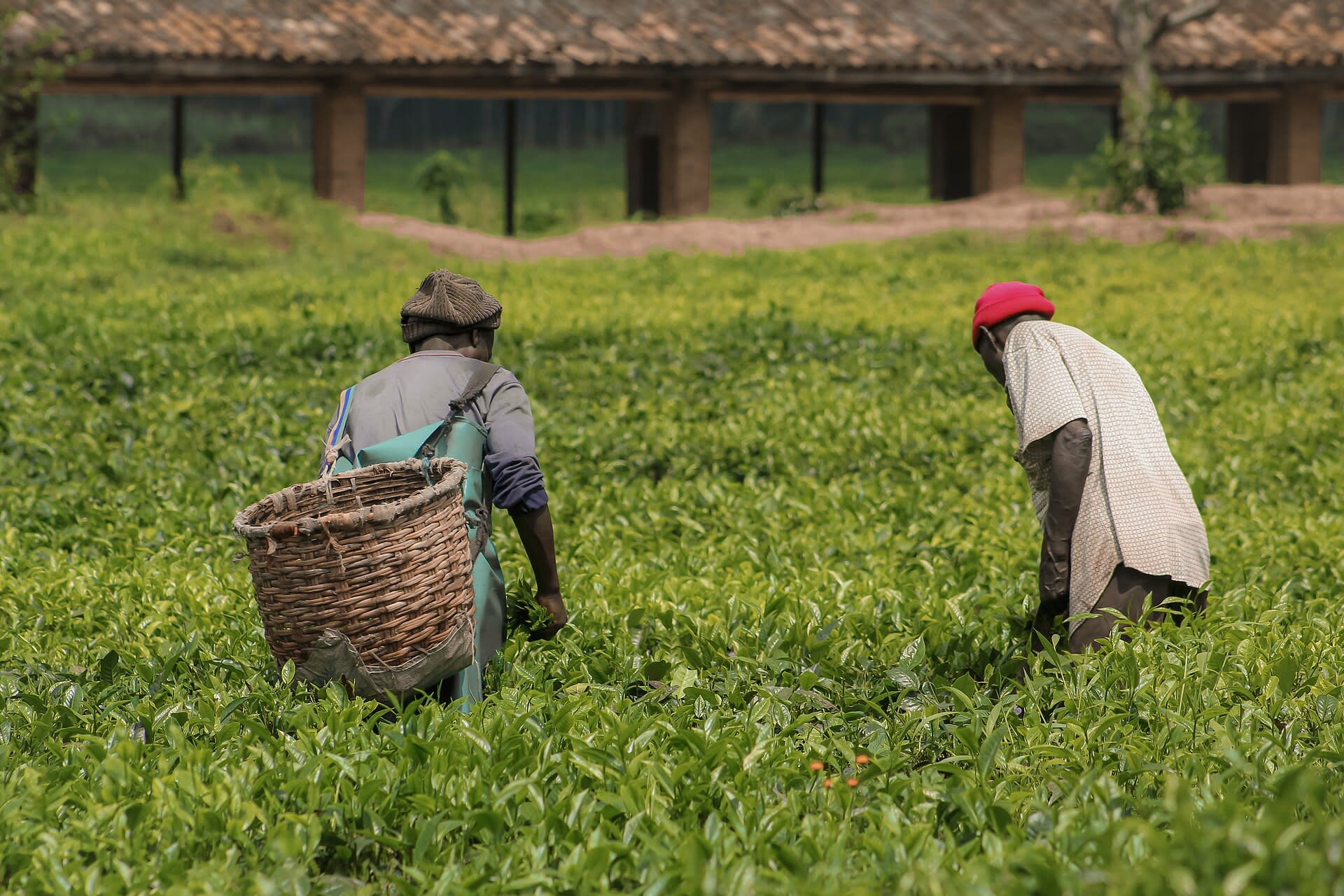 Plucking in the field