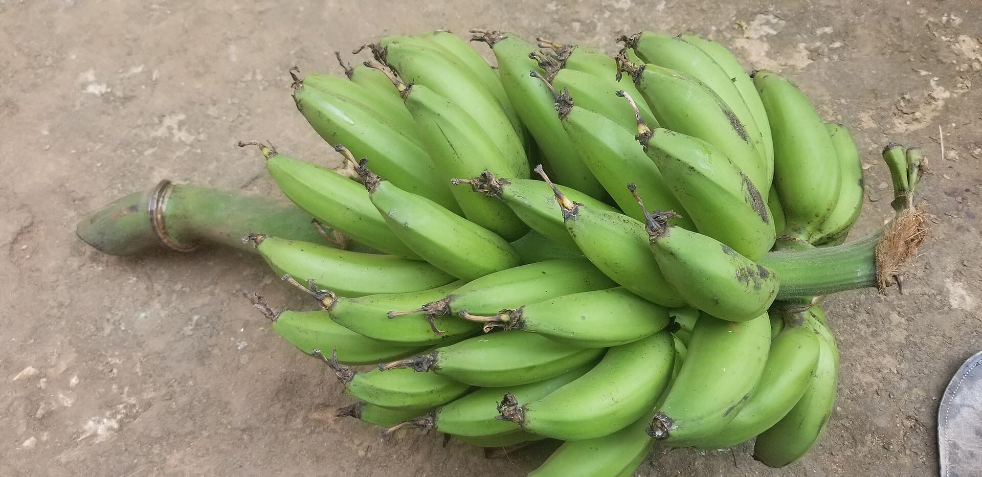 Matooke bunch