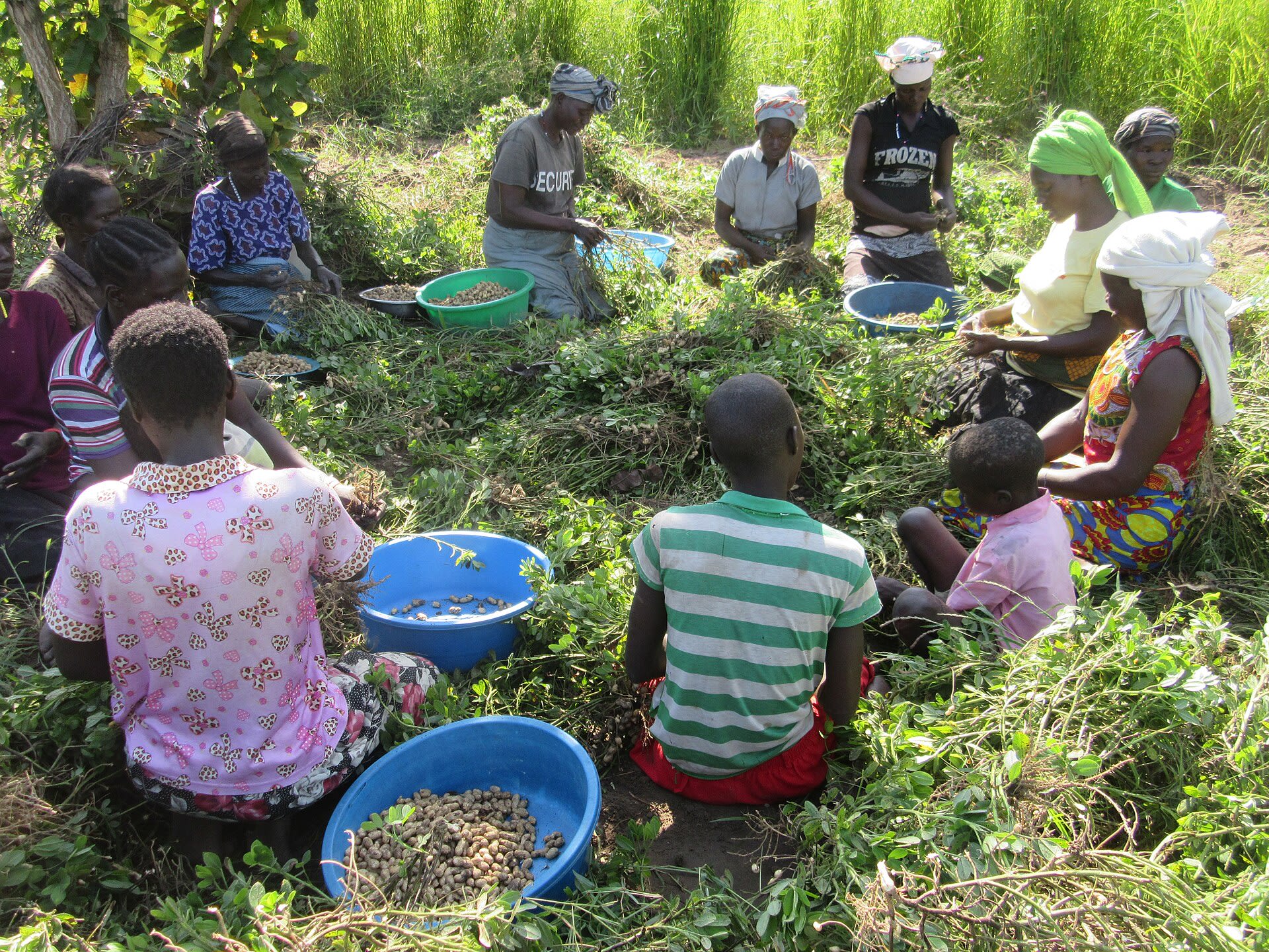 Shelling groundnuts together