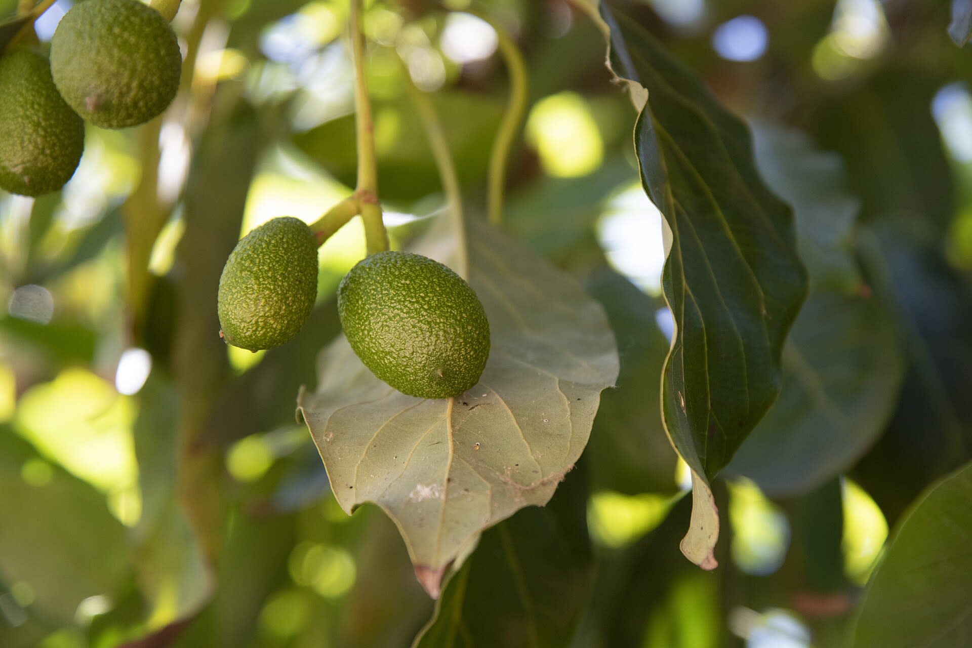 Fruit in the leaves