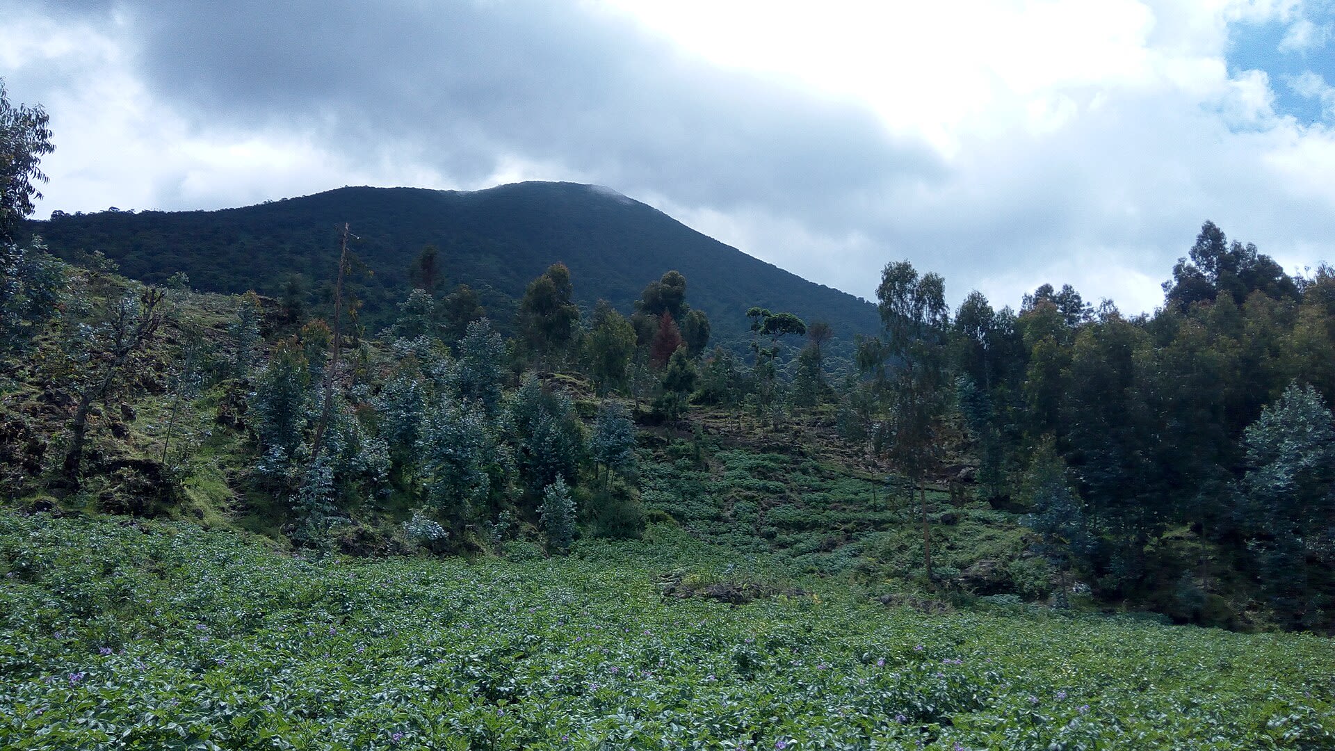 Potato fields under the mountain