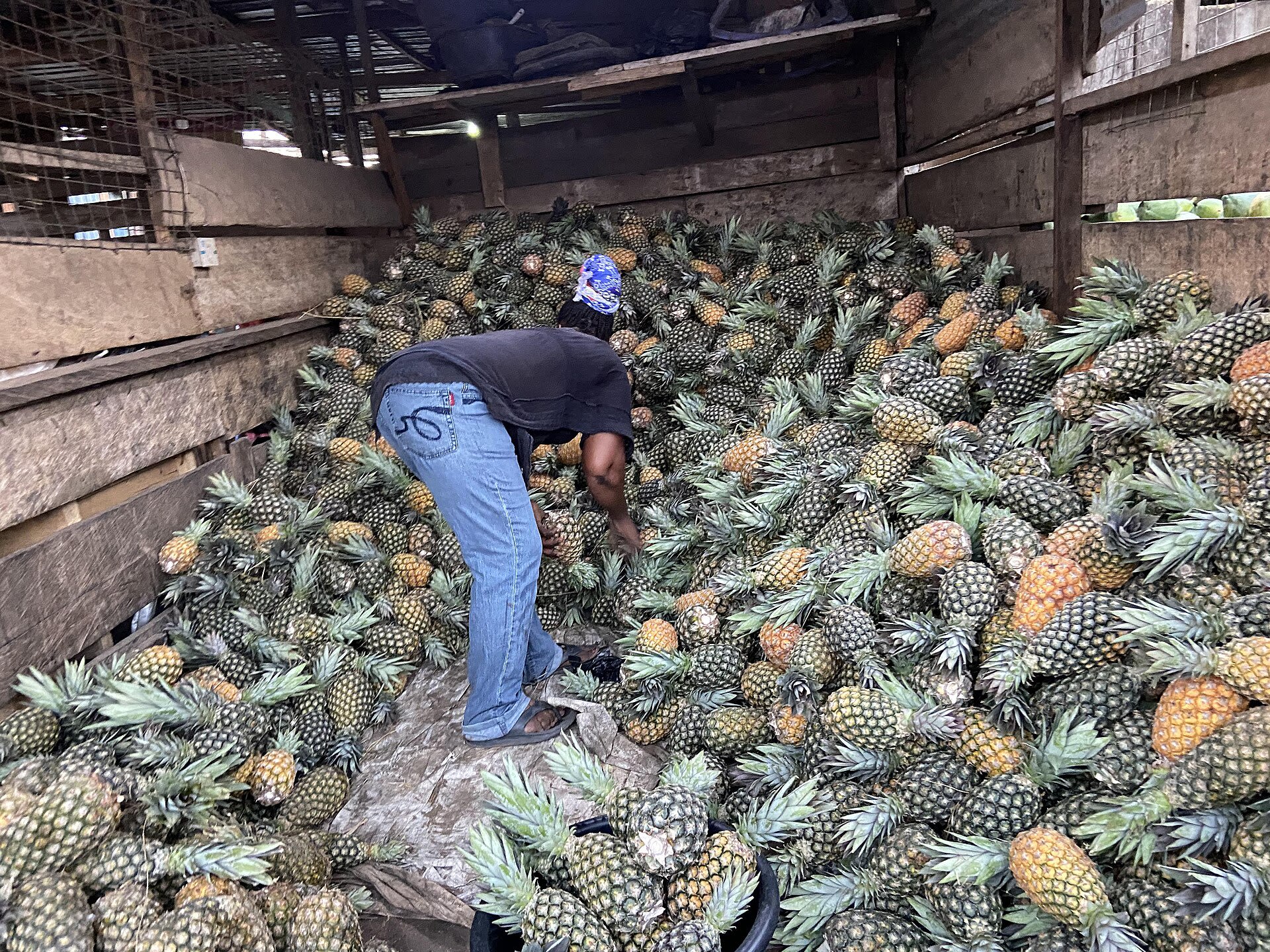 Loading pineapples