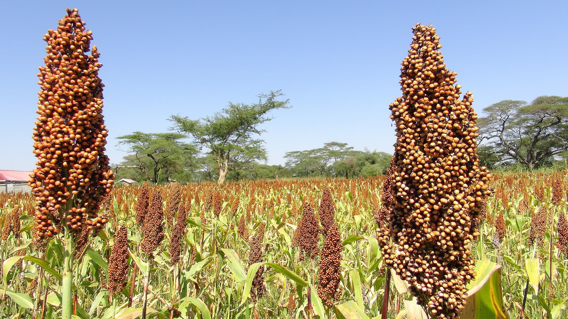 Sorghum in the field
