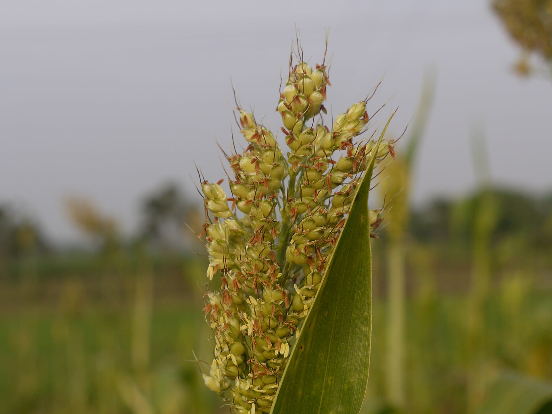 Ripening grain
